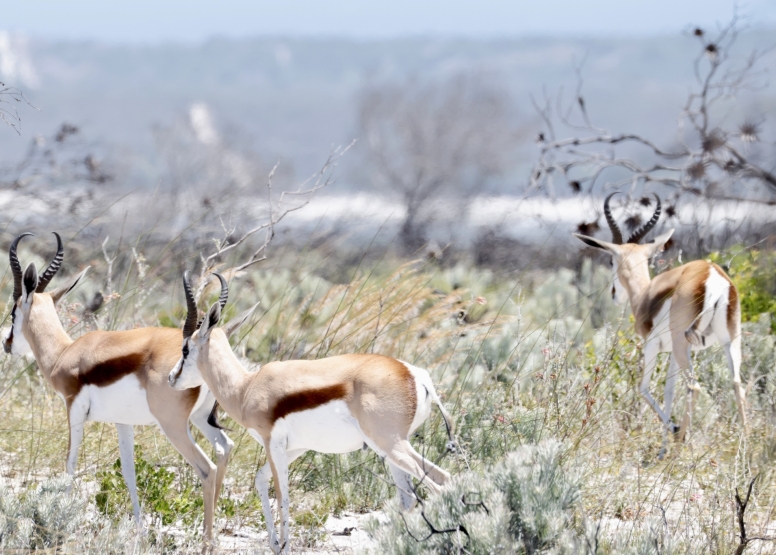 Safari & San Heritage Daytrip from Cape Town image 1
