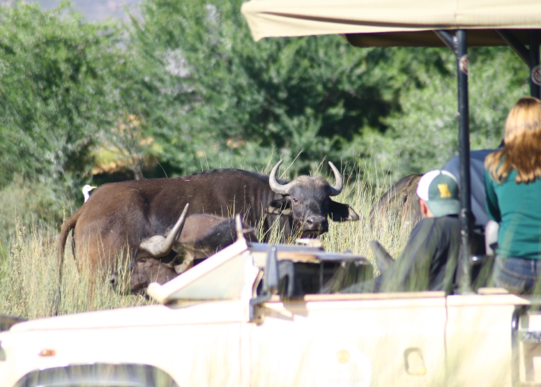 One Day Safari at Inverdoorn Safari Lodge & Game Reserve image 3