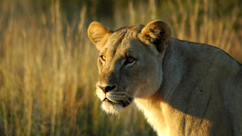 Game Drive SCHEDULED Bakubung Gate image 2