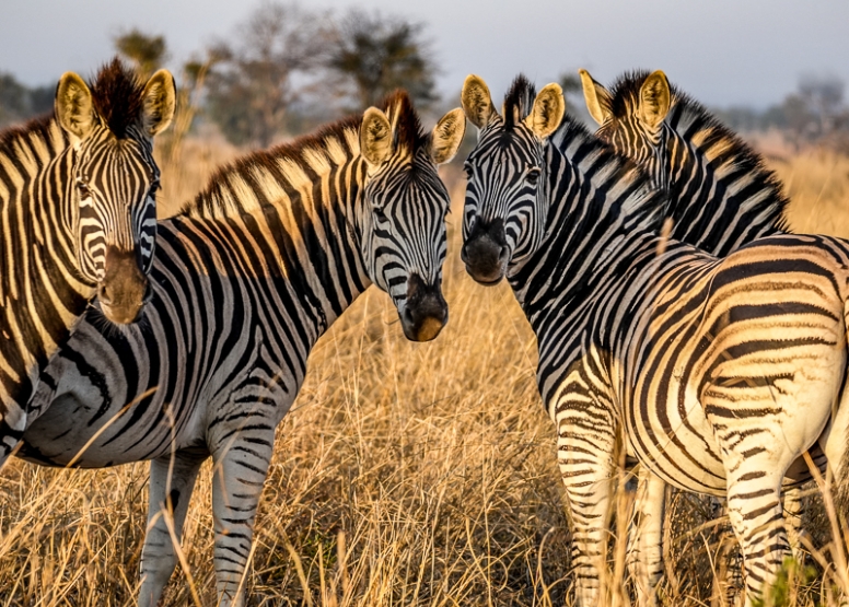 Full Day Kruger Safari image 4