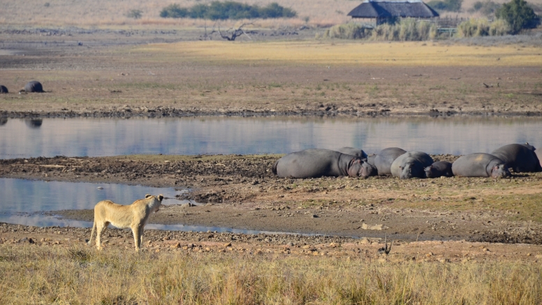 Private Game Drive Sun City - 10 Seater image 8