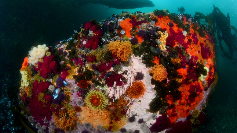 Wreck and Reef Scuba Dive Cape Town image 1