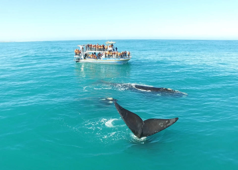 Marine Big 5 Tour Gansbaai - South African Special image 5