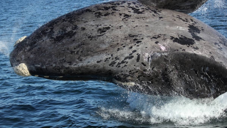 Boat Based Whale Watching image 6