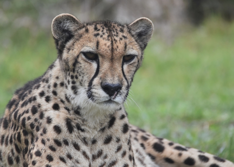 Wild Cat Experience image 2