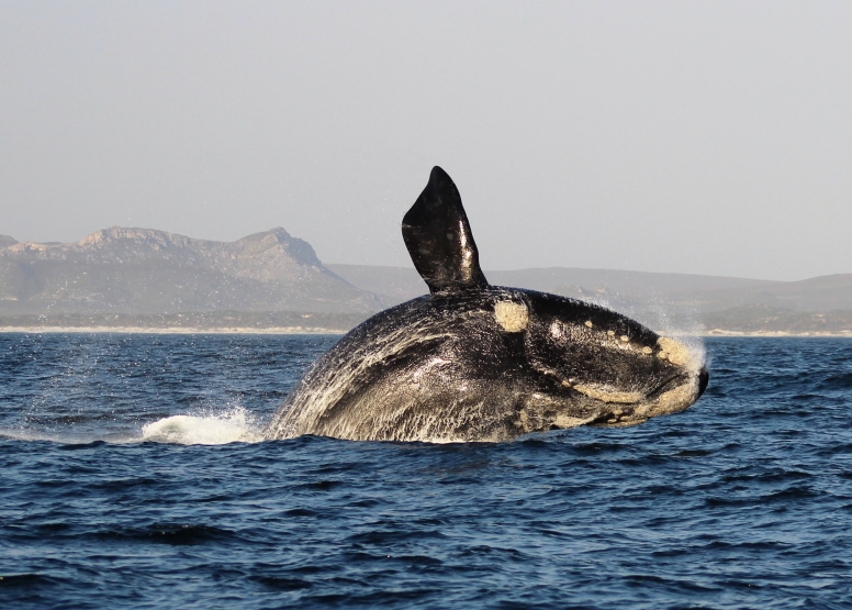 Marine Big 5 Tour Gansbaai with return transfer from Cape Town image 2