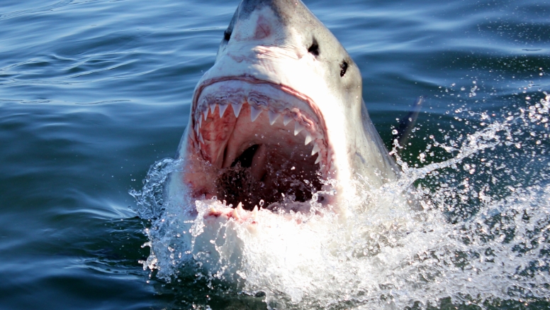 Shark Cage Diving Gansbaai - South African Special image 5