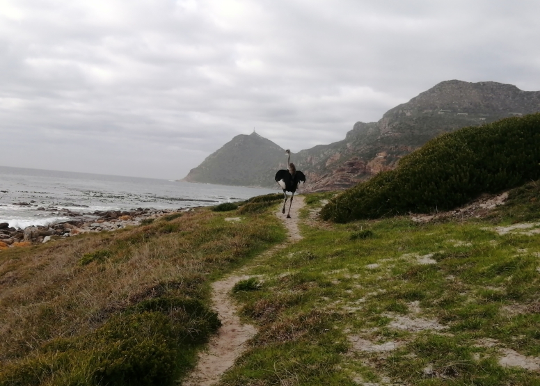 Cape Point Trail Run image 4