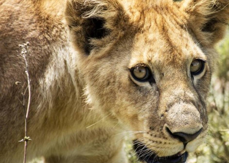 3 Hour Kruger Game Drive image 10