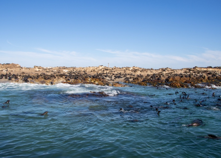 Gansbaai Shark Cage Diving Tour image 7