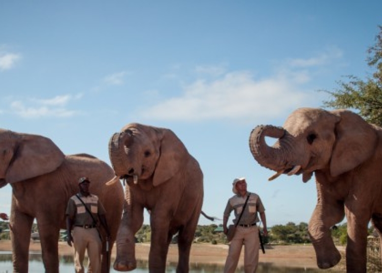 Elephant Experience image 1