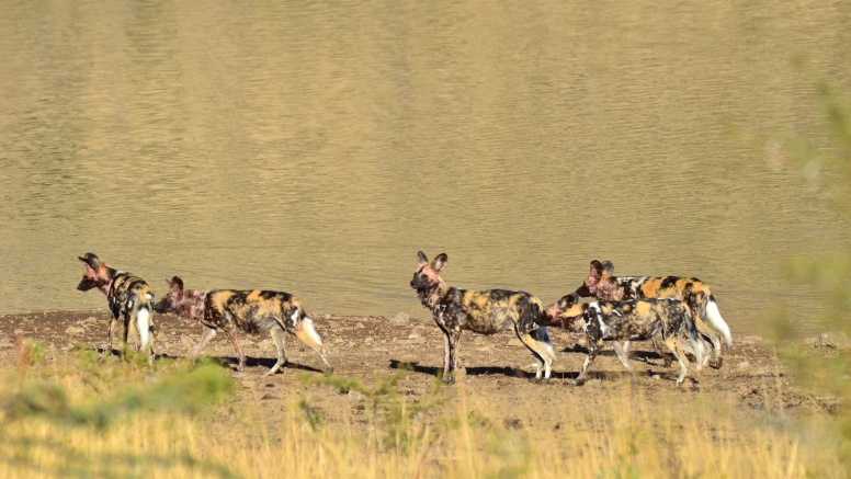 Game Drive Bakubung Gate SADC Citizen image 10
