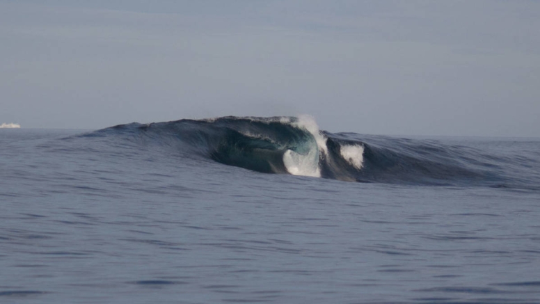 Ocean Wildlife Encounter image 4