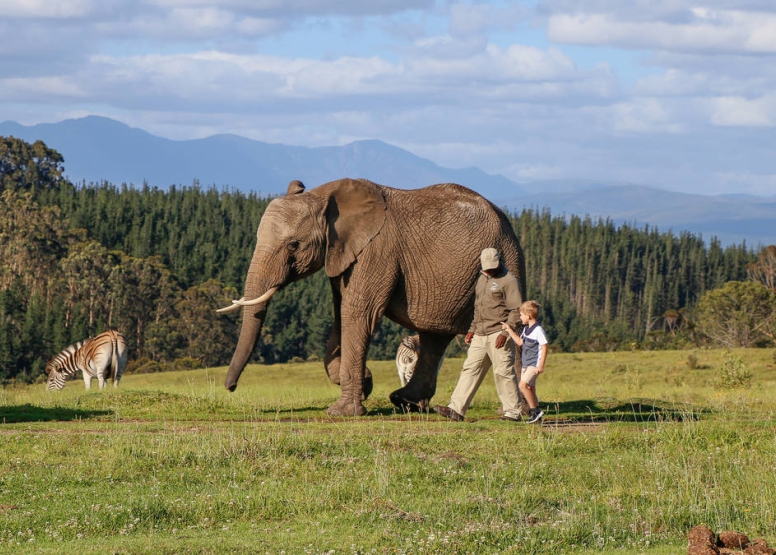 Afternoon Elephant Walk image 1