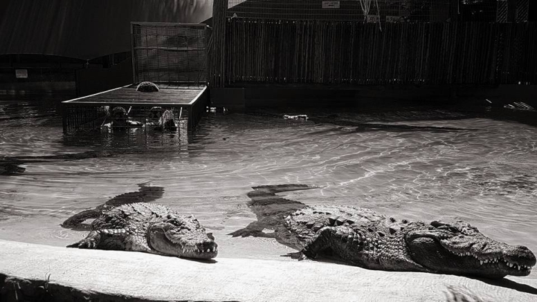 Reptile Combo Tour image 1
