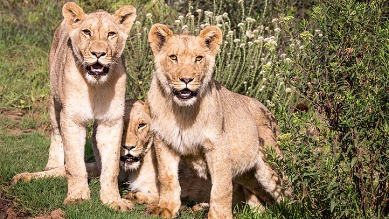 Sundowner Guided Game Drives image 5