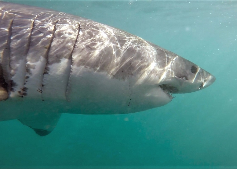 Shark Cage Diving in Gansbaai with White Shark Diving Company image 5