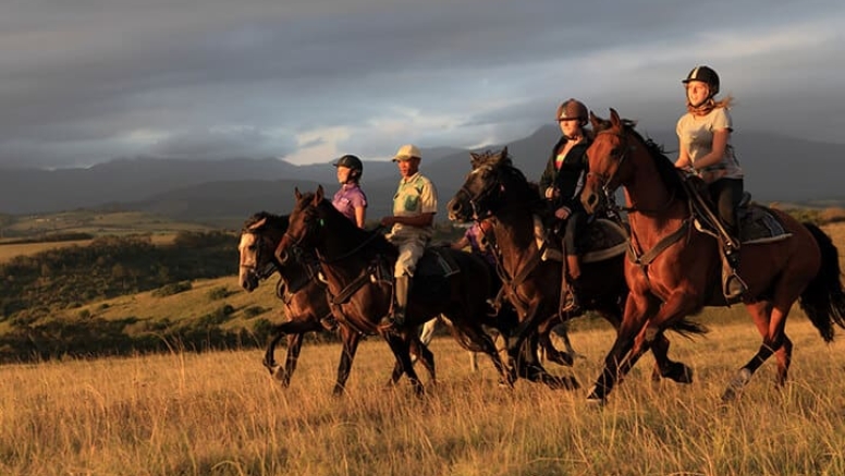 2 Hour Guided Horse Back Safari Beginners image 1