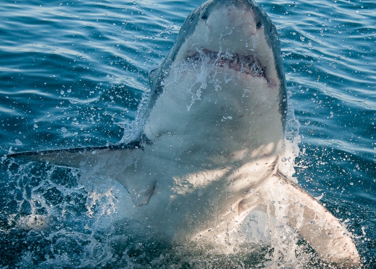 Shark Cage Diving in Gansbaai image 9