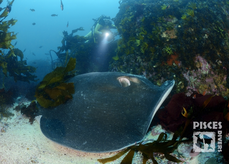 Guided Shore Dives Cape Town image 4