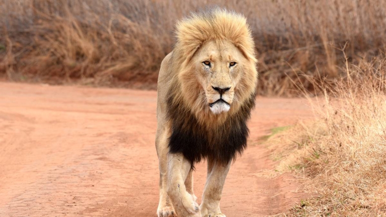 Predator Drive Bothongo Rhino and Lion Nature Reserve image 9