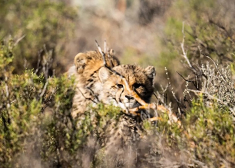 Free Roaming Cheetah Experience image 3