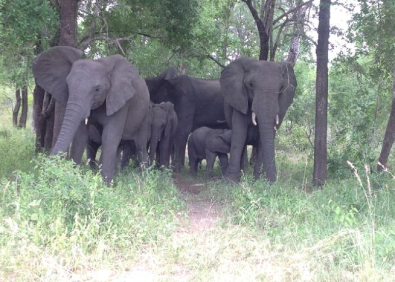 Elephant Tour image 5