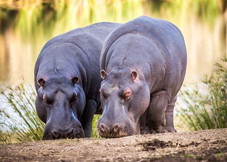 Guided Game Drives image 7