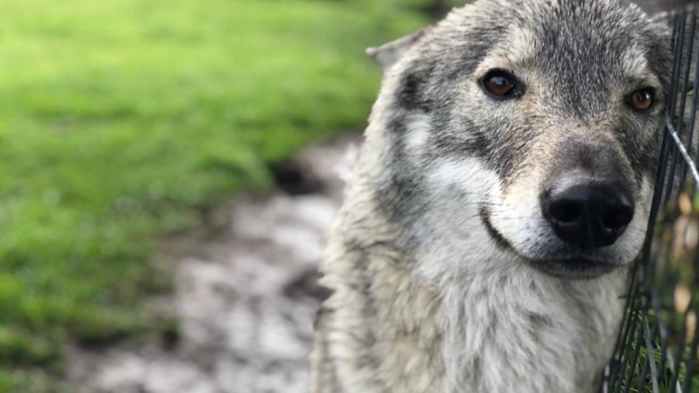 Tsitsikamma Wolf Sanctuary image 4