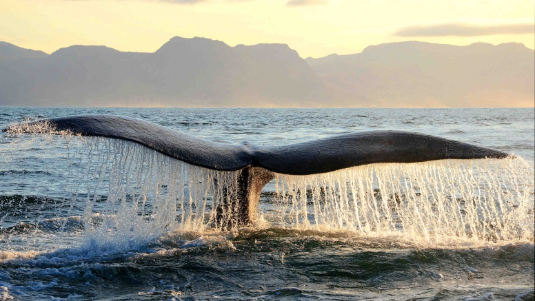 Cape Town Whale Watching Trip image 1