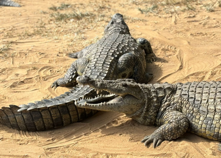1 Hour Guided Crocodile Tour image 8