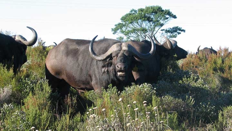 Guided Game Drives image 4