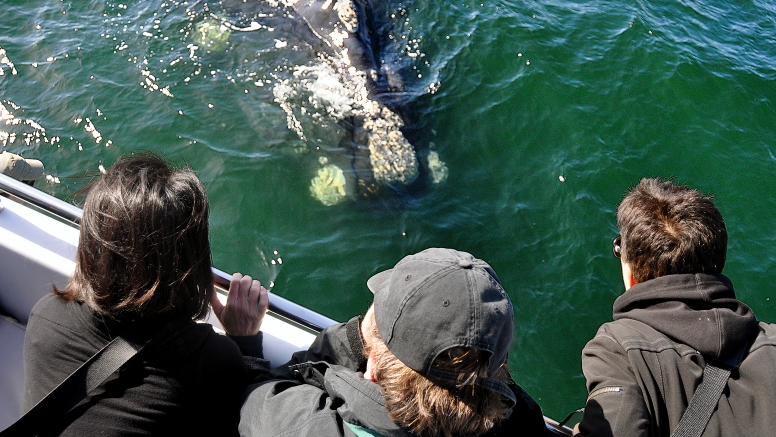 Cape Town Whale Watching Trip image 8