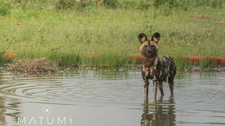 Big 5 Morning Safari image 1