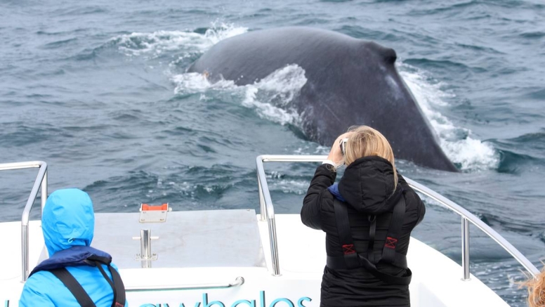 Knysna Whale Watching - Close Encounters image 4