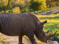 Safari, Game Viewing & Wildlife Safari, Game Viewing & Wildlife