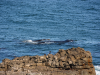 Whale Watching Whale Watching
