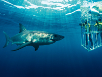 Shark Cage Diving Shark Cage Diving